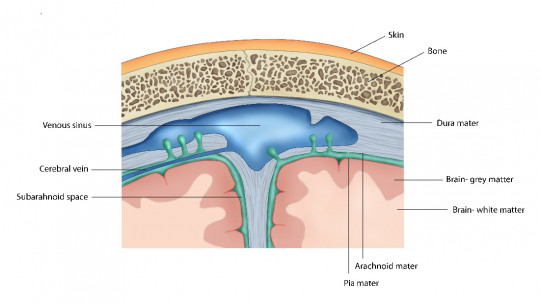 Dura Mater (brain): Anatomy and Functions