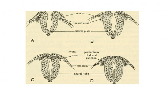 Ectoderm