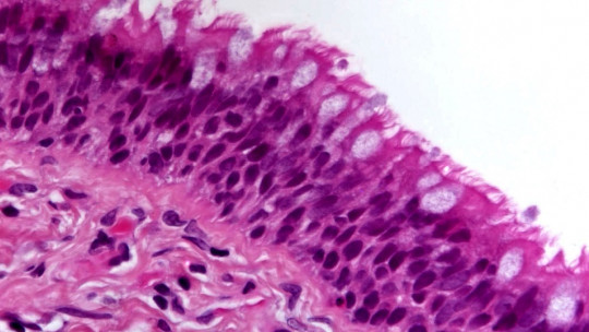 Epithelium: Types and Functions of This Type of Biological Tissue