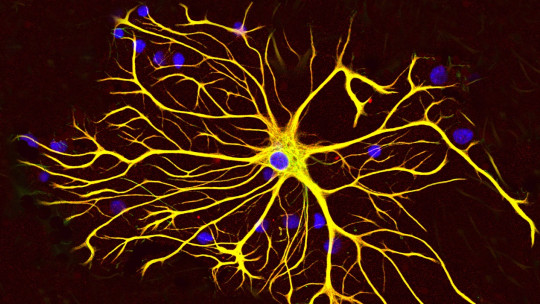 Glial Cells: Much More Than the Glue of Neurons