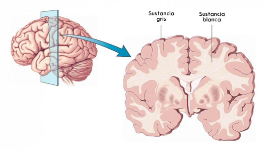 Gray Matter of the Brain: Structure and Functions