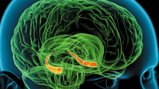 Hippocampus: Functions and Structure of the Memory Organ