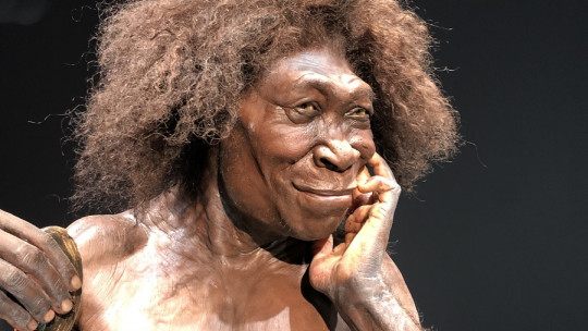 Homo erectus