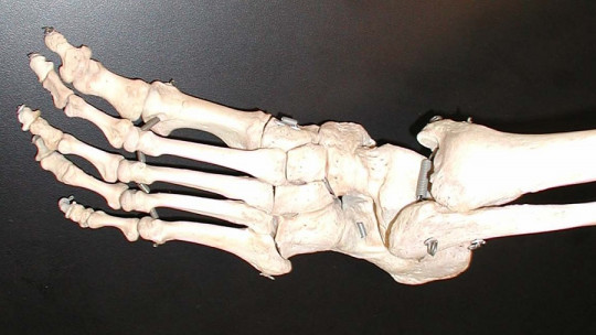 How many bones does the human foot have?