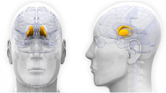 Hypothalamus: Definition, Characteristics and Functions