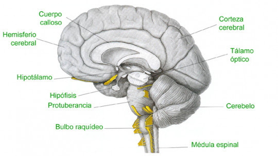 Medulla Oblongata: Anatomical Structure and Functions