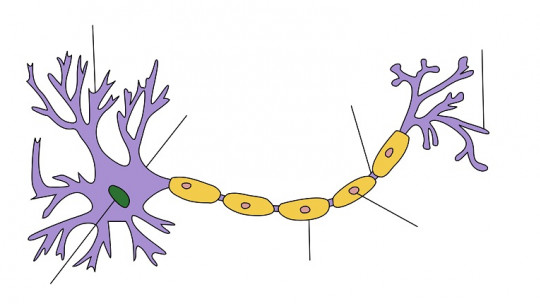 Mirror Neurons: the Construction and Understanding of Civilization