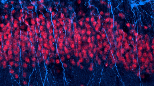 Neurogenesis: How Are New Neurons Created?