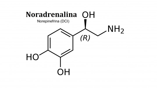 Norepinephrine (neurotransmitter): Definition and Functions