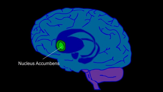 Nucleus Accumbens: Anatomy and Functions