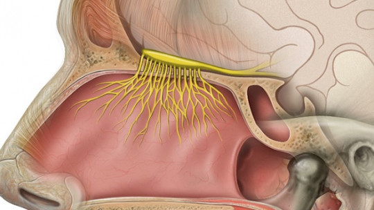 Olfactory System: Reception, Transduction and Brain Pathways