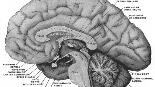 Pineal Gland (or Epiphysis): Functions and Anatomy