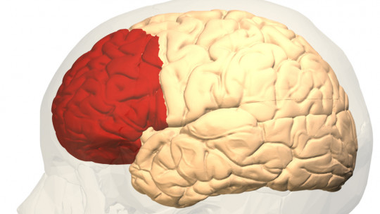 Prefrontal Cortex: Functions and Associated Disorders