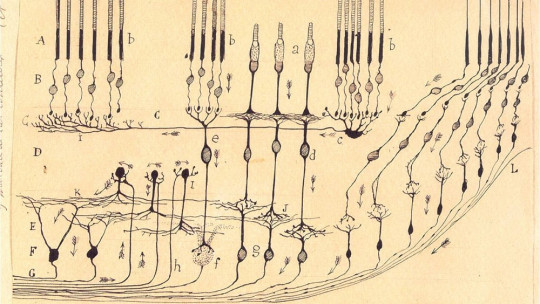 Ramón Y Cajal Explained How the Brain Works with These