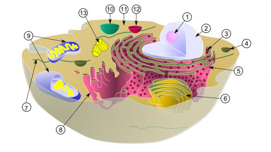 Smooth Endoplasmic Reticulum: Definition, Characteristics and Functions