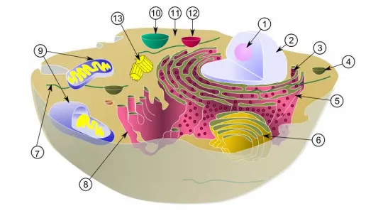 Smooth Endoplasmic Reticulum: Definition, Characteristics and Functions Smooth Endoplasmic Reticulum: Definition, Characteristics and Functions