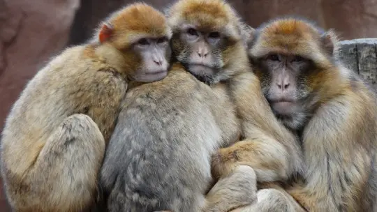 Sociobiology: What it is and What Research Topics it Proposes Sociobiology: What it is and What Research Topics it Proposes