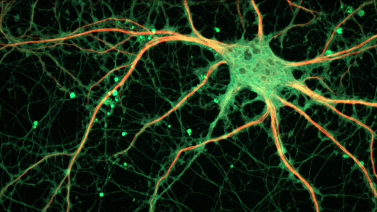 Synaptogenesis: How Are Connections Between Neurons Created?