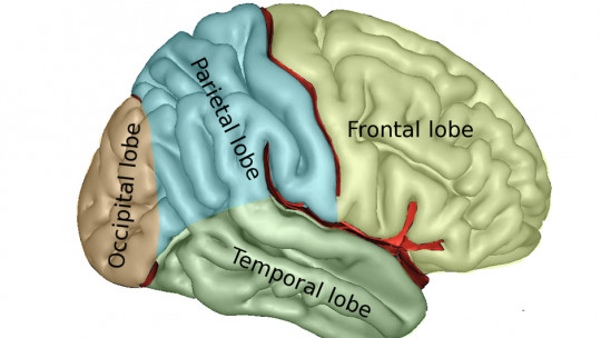 Telencephalon: Parts and Functions of This Part of the Brain