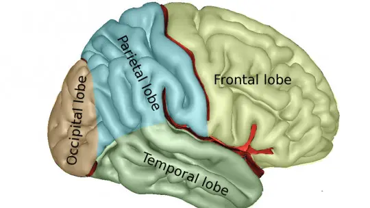 Telencephalon parts and functions of this part of the brain