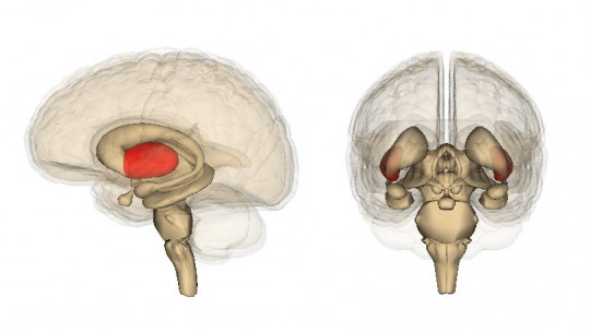 Thalamus: Anatomy, Structures and Functions