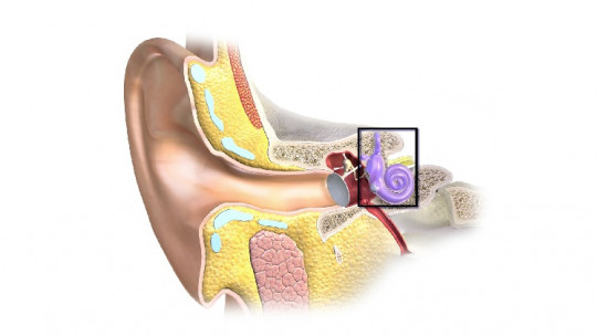 The 10 Parts of the Ear and the Sound Reception