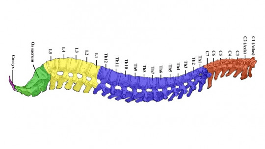 The 11 Main Diseases of the Spine