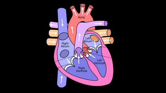 The 13 Parts of the Human Heart (and Their Functions)