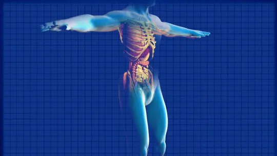 The 25 Main Organs of the Human Body The 25 Main Organs of the Human Body