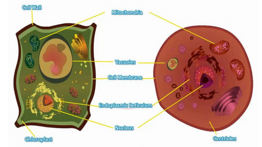 The 4 Differences Between the Animal Cell and the Plant