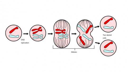 Phases of mitosis