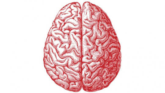 The Brain Differences Between "literary" Students and "science" Students