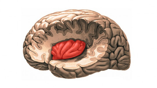 The Insula: Anatomy and Functions of This Part of the