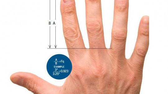 The Length of the Fingers Would Indicate the Risk of