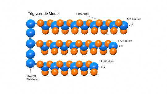 Triglycerides