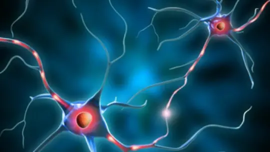 Types of neurons characteristics and functions