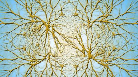 What Are the Dendrites of Neurons?