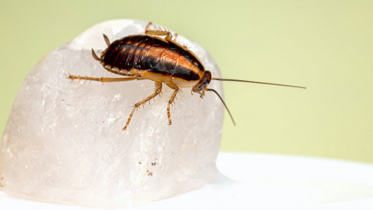 What Does it Mean to Dream About Cockroaches?