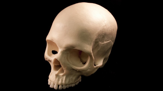 human skull