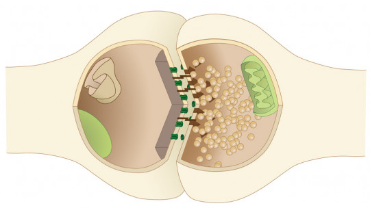 What is the Synaptic Gap and How Does it Work?