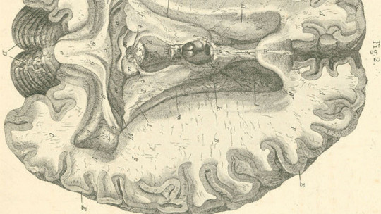 White Matter of the Brain: Structure and Functions