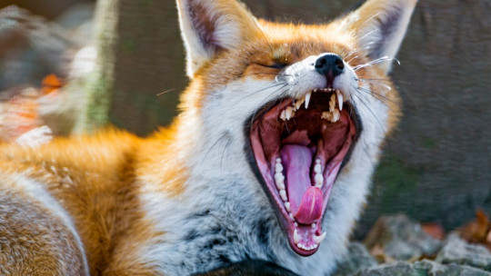 Why Do We Yawn and What Function Do Yawns Have?