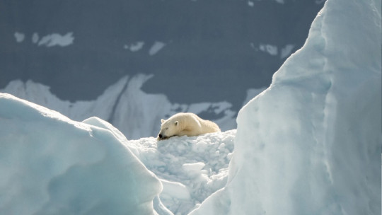 Why We Cannot Block Thoughts: Tolstoy's White Bear