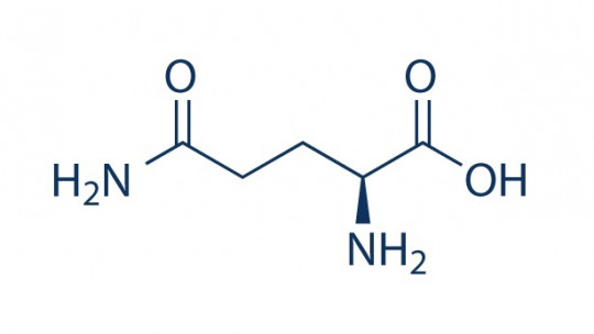 ​glutamine (amino Acid): Characteristics and Functions