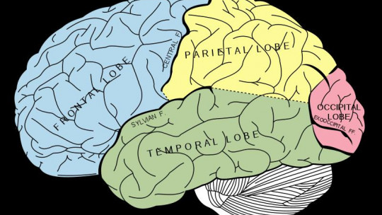 ​the 5 Lobes of the Brain and Their Different Functions