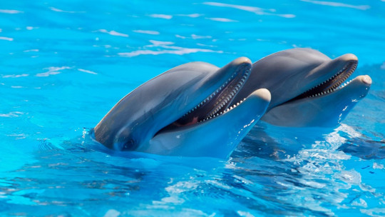 Dolphin Therapy: What it Is, How it Works, Benefits and