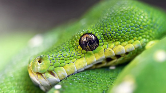 Dreaming About Snakes: What Does it Mean?