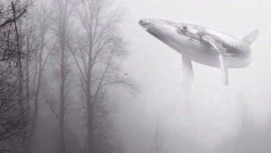 A Macabre Russian Game, "blue Whale", Has Led 130 Young