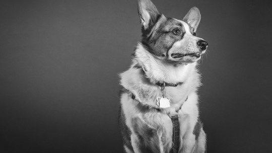 Dogs that bark at nothing a sixth sense