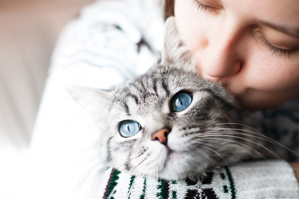 The benefits of having a cat on a psychological level